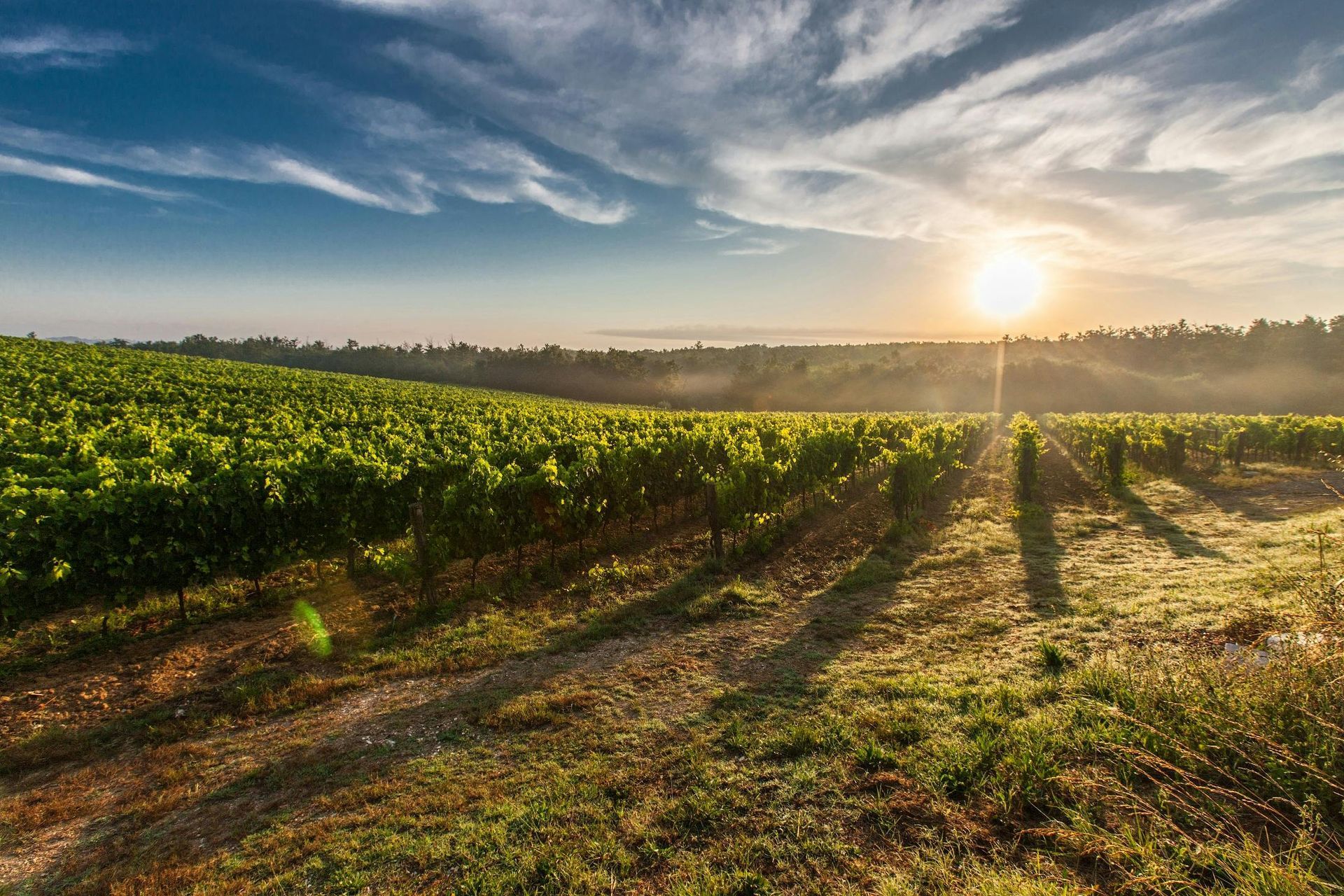 Vineyard in Mallorca