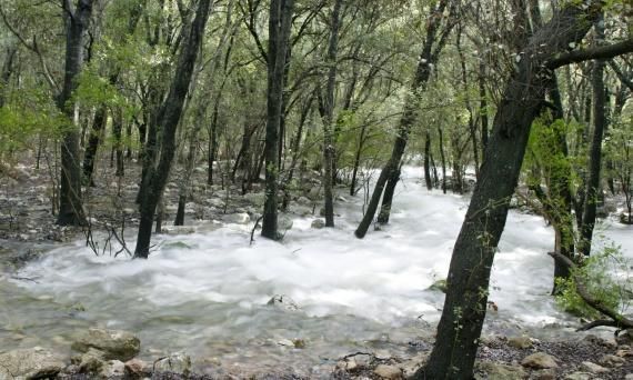 Water running between trees and rocks in the wood