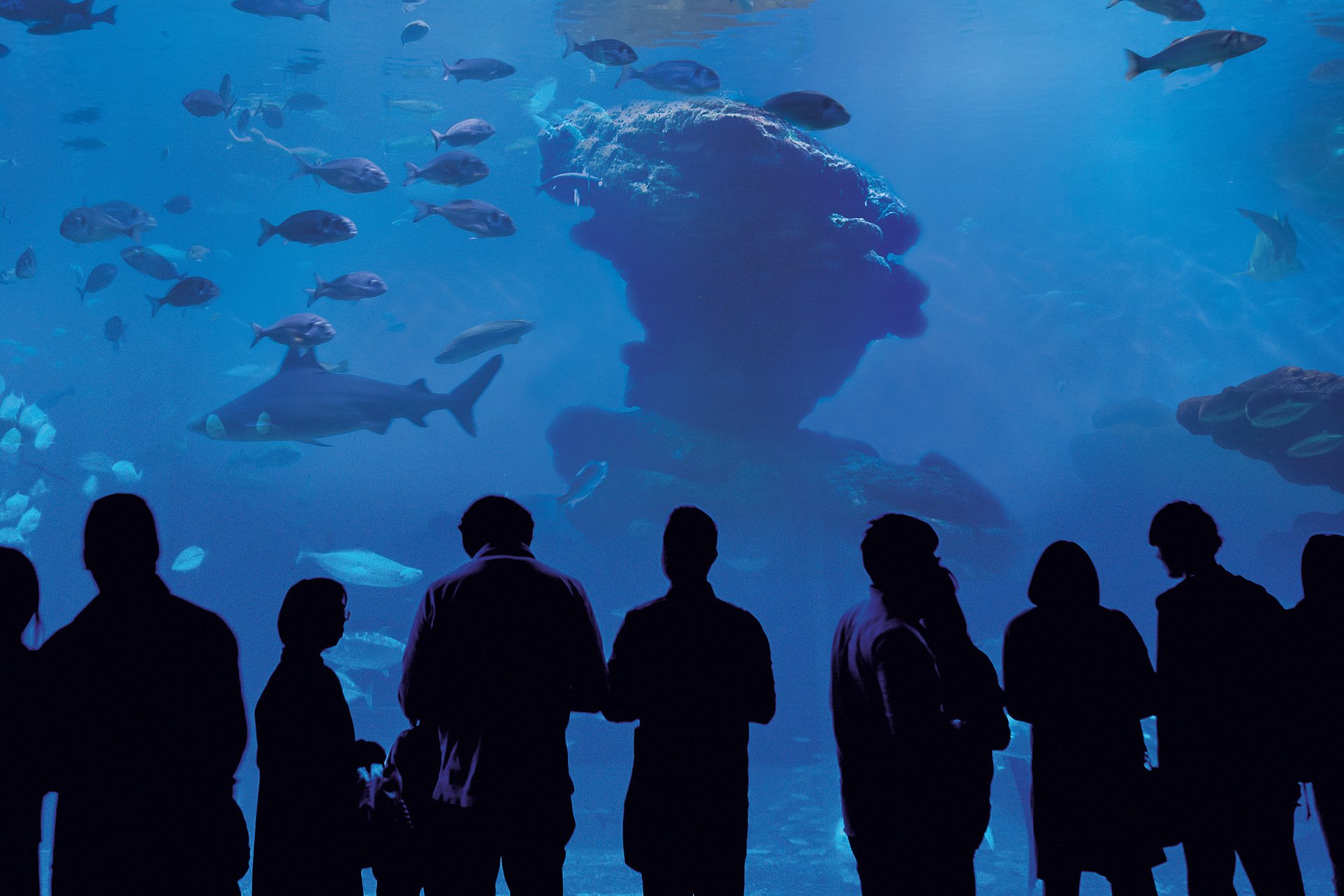 Un grupo de personas está de pie frente a un acuario mirando los peces.